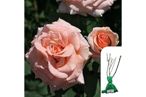 HARRINGTONS ROSES 1 x Rosa Warm Wishes Hybrid Tea Rose – RHS Award-Winning Peach Blooms, Elegant & Fragrant Garden Rose for Borders & Containers - When Only The Best Will Do - Top Grade “A” Roses