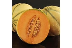 THOMPSON & MORGAN Melon Alvaro F1 Hybrid Cucumis melo Half-Hardy Annual Garden Fruit Flowering Easy to Grow Your Own 1 Packet (4 Seeds) by Thompson and Morgan