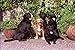 Produktbild 659041 Three Labradors With Nova Scotia Duck Trolling Retriever A4 Photo Poster Print 10x8