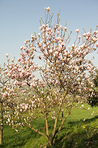 Frühlingsblüher – Magnolienbaum – weiße Blüten – Magnolia grandiflora – 130-150cm – Topf Ø 33cm - 3