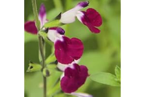 Salvia 'Amethyst Lips'. Plug Plant x 4. Dark Purple & White Flowers. Foliage can be Used as Culinary herb, sage. Available from Bedwen Plants
