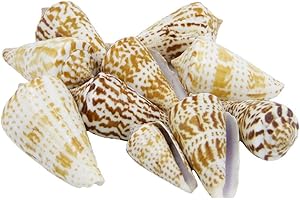 osters muschel-sammler-shop Dekoschnecke/Conus inscriptus/Cornettoschnecke / 10 STÜCK / 20-50mm / Dekoration/Vasendekoration/Schalendekoration
