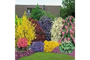 Whin Hill Nurseries SIX Pot Grown Hardy Garden Ready Plants, Evergreen Flowering Hardy Border shrubs. Ready to Plant, Assorted