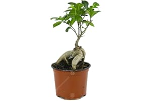 GARDENERSDREAM Ficus Ginseng Arbuste Bonsaï Plante verte d’intérieur en pot 12 cm