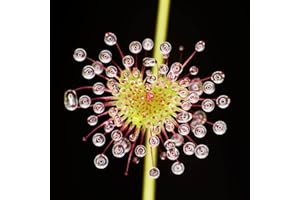 Haloppe 50 Stück belaubter Sonnentau Drosera Blumen Pflanzensamen für die Bepflanzung des Hausgartens, belaubter Sonnentau Drosera Samen Drosera-Samen
