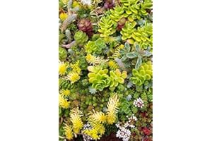 LEGUTKO Semillas mezcladas de Stonecrop - Sedum sp.