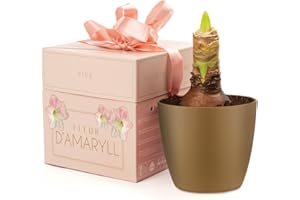 Pink Amaryllis (1 Bulb) Christmas Flower Bulb - in a Gift Box with Pot & Compost by Jamieson Brothers (Deluxe Pink) - Grows into a Stunning Festive Flower