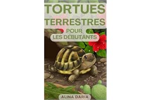 Tortues terrestres pour les débutants