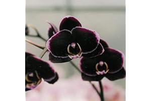 BENOON 100 semillas de orquídea planta de flores para el hogar, oficina, jardín, ventana, bonsái, decoración de color negro para mujeres, hombres, niños, principiantes, jardineros regalo