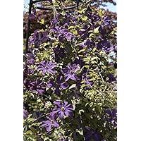 Clematis Pflanze - Polish Spirit - robuste viticella Waldrebe mit großen Blüten