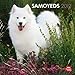 Samoyeds 2012 by