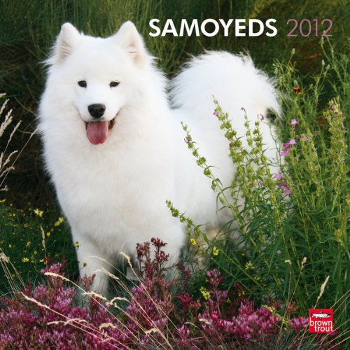 Samoyeds 2012