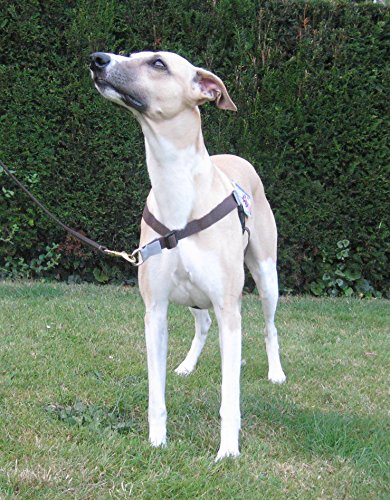 Walk Your Dog With Love Arnés para Perros con Peso de Entre 11 y 29 kg, tamaño de Cintura: 53-81 cm, Color marrón