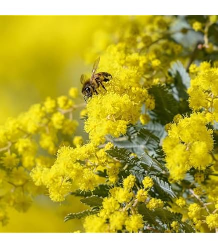 Mimosa (Acacia Dealbata) Vannucci - Pianta Vera Per Balconi E Giardini, Fiori Gialli, Resistente Al Freddo - Foto 6