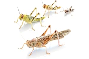 proinsects Wüstenheuschrecken groß 25 STK. - Futterinsekten für Reptilien
