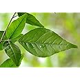 Bel patta plant 9 leaves Pack of 1 live plant