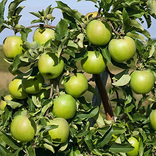 Apfel Granny Smith Compact, Busch, 1 Pflanze - 2