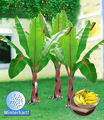 BALDUR-Garten Winterharte Bananen ‚rot‘, 1 Pflanze, Musa Basjoo Red - 2