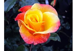 GARTENCENTER BARTELS Kletterrose Moonlight ® Containerrosen im großen 7,5 Liter Topf