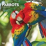 National Geographic Parrots 2021 Wall Calendar Amazon De Zebra Publishing Fremdsprachige Bucher