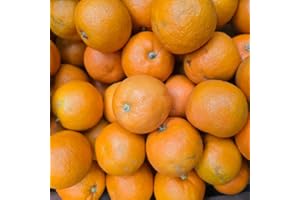 WINSHIDEN Seville Oranges - 8kg
