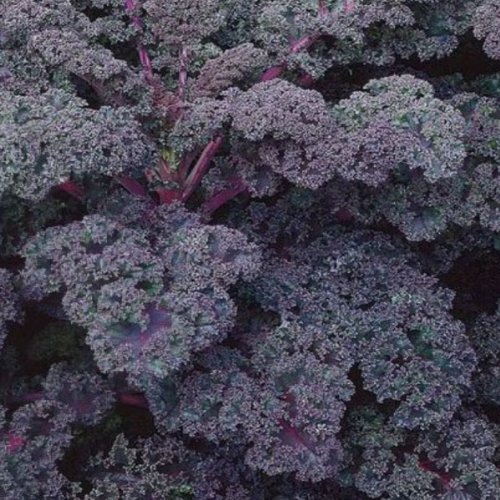 VEGETABLE KALE / BORECOLE SCARLET 2200 FINEST SEEDS