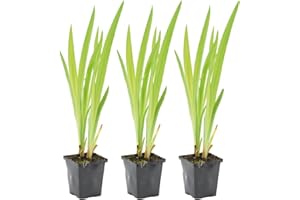 Bloomique - 3er Set - Iris Versicolor - Amerikanische Sumpf-Schwertlilie - Teichpflanzen Winterhart - Wasserpflanzen - Zone 1-2 - Höhe 15-25 cm - Topf 9 cm