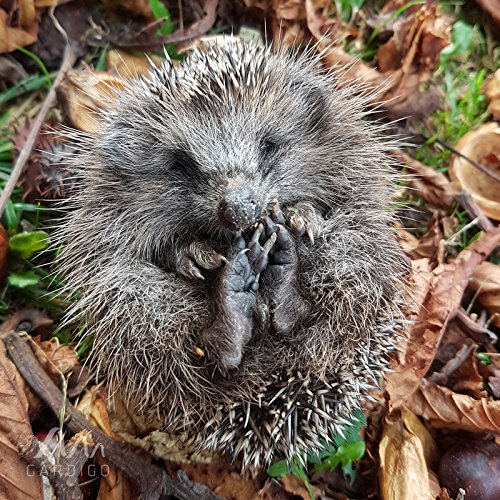 Gardigo Igelhaus Winterquartier mit Labyrintheingang, Igelhotel - 6
