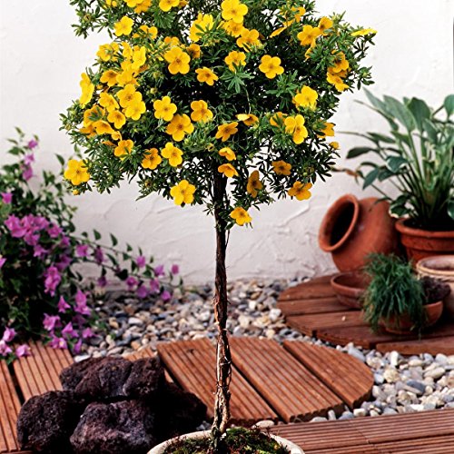 Fünffingerstrauch zum Stämmchen gezogen gelb blühend, 1 Pflanze