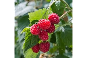 THOMPSON & MORGAN High-yielding Raspberry Fruit Canes Glen Ample Hardy Shrub Delicious Deep Red Berries High-Yielding Mid-Season Variety Deep Red Crops Eat Fresh or from Frozen 12 x Raspberry Canes by T&M (12)