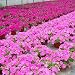 Produktbild Sunlera 100pcs/Beutel Petunia Blumensamen Hängen Topf Bonsai Home Garten Pflanzen von Samen