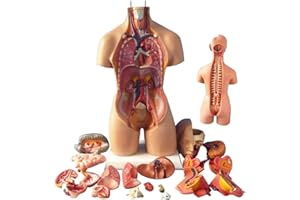 UIGJIOG Modello del Torso Umano, organi Umani Rimovibili, Modello di Anatomia del Corpo, Modello di assemblaggio anatomico 4D di organi Umani Modello Torso Modello Torso Struttura del Sistema 55cm
