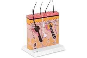 PHYSA WELLNESS & LIFESTYLE Physa Maquette Anatomique Peau Humaine Anatomie Modèle Agrandie Dermatologie PHY-SM-4 (Vue En Coupe, Précision Médicale, Plastique)