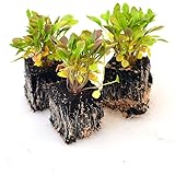 Gemüsepflanzen - Rucola/Salatrauke - Eruca sativa - Brassicaceae - 12 Pflanzen