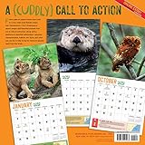 Image de Endangerously Cute 2017 Calendar: Rare and Threatened Animals