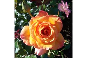 Strauchrose „Sahara®“ - goldgelb bis bronzerot blühende, duftende Topfrose im 6 L Topf - frisch aus der Gärtnerei - Pflanzen-Kölle Gartenrose