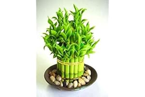 FLOWER FIELD STORY 20 Stück Lucky Bamboo Samen Wählen Sie Sorte Complete Dracaena The Seeds
