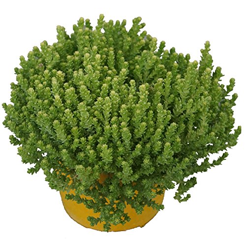 Mauerpfeffer (Sedum acre) gelb - 3
