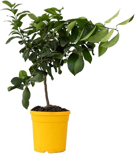 Citrusboom Citrus Calamondin 160 cm tuinplant