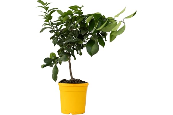 Plant in a Box - Citrus Limon - Citronnier arbre comestible fruitier - Pot 19cm - Hauteur 60-70cm