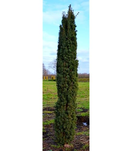 dünger stechpalme Ilex crenata