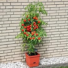 Suchergebnis auf Amazon.de für: Tomatenturm