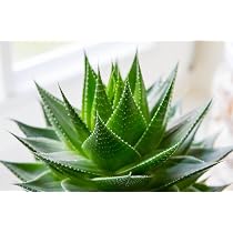 Echte Aloe Vera 5 Samen : Amazon.de: Drogerie & Krperpflege