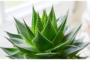 WOOTONG Echte Aloe Vera 5 Samen