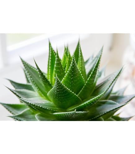 5er Set Aloe Vera Pflanzen Mix  10-12 cm  Sukkulenten, pflegeleichte  Zimmerpflanzen fr Wohnung & Bro  Luftreinigend, Heilpflanze : Amazon.de:  Garten