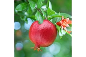 YouGarden Dwarf Pomegranate Bush, Fruit Trees for Gardens, Potted Mediterranean Fruit Plants for Patios and Gardens, Small Pomegranate Plant for Pots and Planters Perfect for Borders and Patio Pots