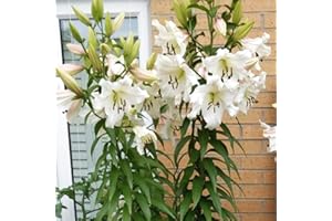 SCHONE 2 x Lily Pretty Woman ‘Like a Tree’ - Giant Lilies – Upto 10 Flowers per Bulb – Spectacular Pure White Blooms – Fragrant Trumpet Shaped Blooms – for a Beautiful Summer Garden