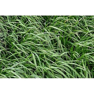 Vilmorin - Ray Grass Anglais Engrais vert 500gr Vilmorin - 200m2
