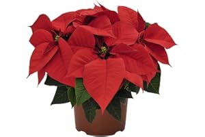 DECOALIVE Mini Flor de Pascua Natural de Color Rojo Poinsettia con Flores Rojas Planta de Navidad de Interior y Exterior