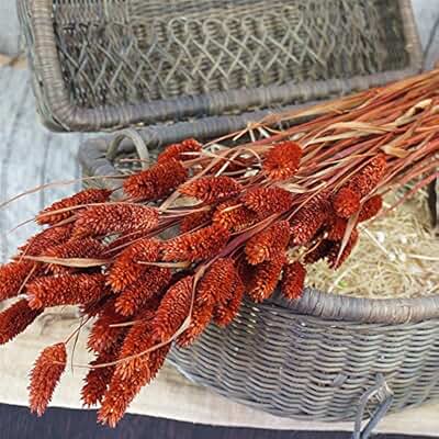 Suchergebnis auf Amazon.de für: 0 - 20 EUR - Gartenkamine / Kamine